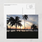 Postale South Beach, Miami Palm Trees à Sunset Carte posta (Devant / Derrière)