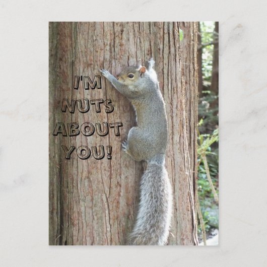 Postale Squirrel : Je suis Noix à ton sujet ! Carte postal (Devant)