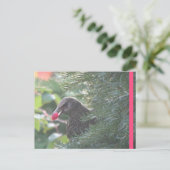 Postale Starling dans Yew-Tree do-it-yourself carte postal (Debout devant)