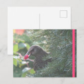 Postale Starling dans Yew-Tree do-it-yourself carte postal (Devant / Derrière)