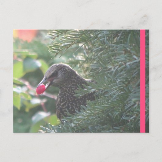 Postale Starling dans Yew-Tree do-it-yourself carte postal (Devant)