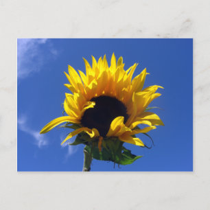 Postale Sunflower Sunrise - Carte Notes non réglées