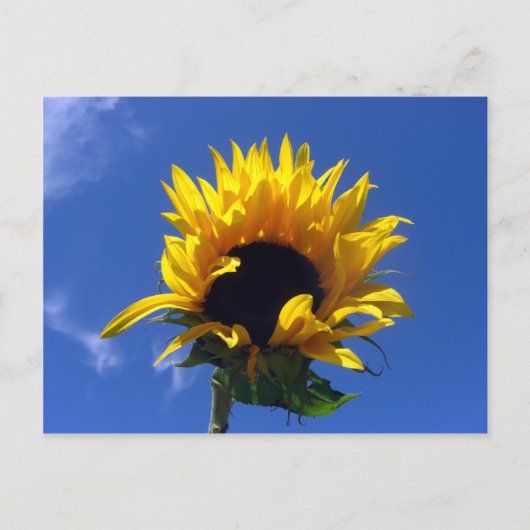 Postale Sunflower Sunrise - Carte Notes non réglées (Devant)