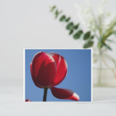 Postale Sunny Red Tulip Fermer do-it-yourself carte postal (Debout devant)