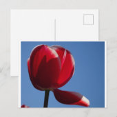 Postale Sunny Red Tulip Fermer do-it-yourself carte postal (Devant / Derrière)