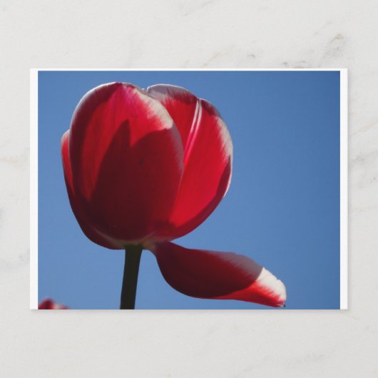 Postale Sunny Red Tulip Fermer do-it-yourself carte postal (Devant)