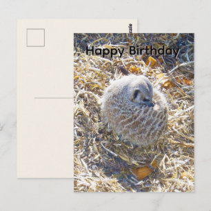 Postale Suricate a fait un nid, Carte d'anniversaire