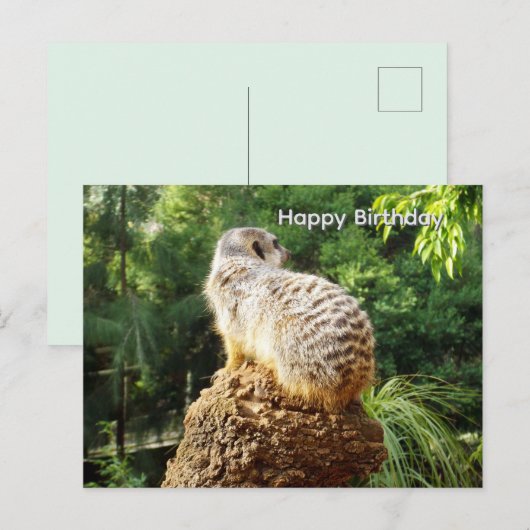 Postale Suricate avec vues imprenables, carte de vœux d'an (Devant / Derrière)