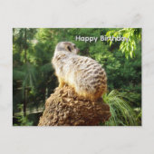 Postale Suricate avec vues imprenables, carte de vœux d'an (Devant)