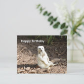 Postale Suricate Blanc Effronté, Carte d'anniversaire (Debout devant)