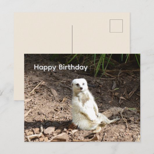 Postale Suricate Blanc Effronté, Carte d'anniversaire (Devant / Derrière)