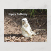 Postale Suricate Blanc Effronté, Carte d'anniversaire (Devant)