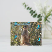 Postale Suricate et papillons bleus, carte de vœux d'anniv (Debout devant)
