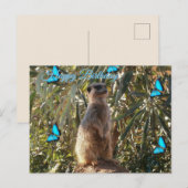 Postale Suricate et papillons bleus, carte de vœux d'anniv (Devant / Derrière)