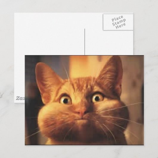 Postale Surprised Cat carte postale. (Devant / Derrière)