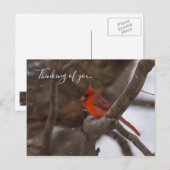 Postale Tempête De Neige Cardinal Penser De Vous Carte Pos (Devant / Derrière)