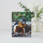 Postale Tri écureuil couleur en Forêt de Bornéo Carte post (Debout devant)