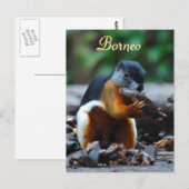 Postale Tri écureuil couleur en Forêt de Bornéo Carte post (Devant / Derrière)