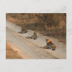 Postale Trois guépards sur Dirt Road à Sunrise - Carte pos