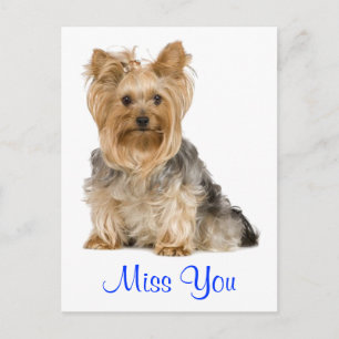 Postale Tu me manques Yorkshire Terrier chiot carte postal