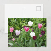 Postale Tulipes à plusieurs couleurs do-it-yourself carte (Devant / Derrière)