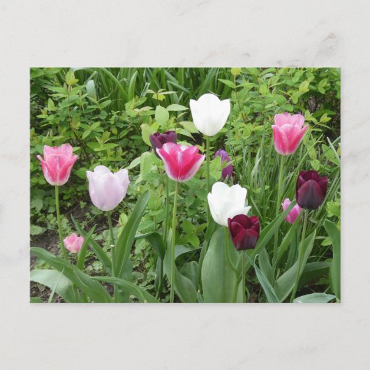 Postale Tulipes à plusieurs couleurs do-it-yourself carte (Devant)
