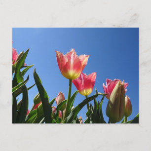 Postale Tulipes roses et Ciel bleu do-it-yourself carte po