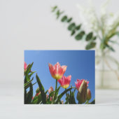 Postale Tulipes roses et Ciel bleu do-it-yourself carte po (Debout devant)