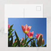 Postale Tulipes roses et Ciel bleu do-it-yourself carte po (Devant / Derrière)
