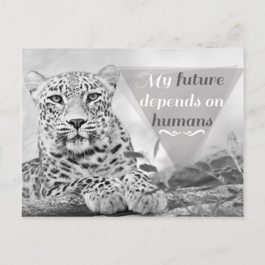 Postale Un léopard en danger protège la faune Carte postal (Devant)