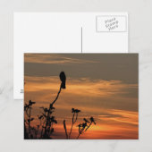 Postale un oiseau dans l'arbre au coucher du soleil carte  (Devant / Derrière)