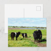 Postale Vaches, Carte Postale, Fumée Et Bébé Galloway (Devant / Derrière)