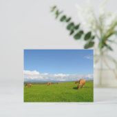 Postale Vaches pâturant dans une prairie en Irlande carte  (Debout devant)