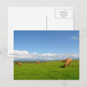Postale Vaches pâturant dans une prairie en Irlande carte  (Devant / Derrière)
