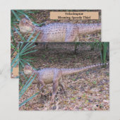 Postale Velociraptor - Dinosaure - Carte d'apprentissage (Devant / Derrière)
