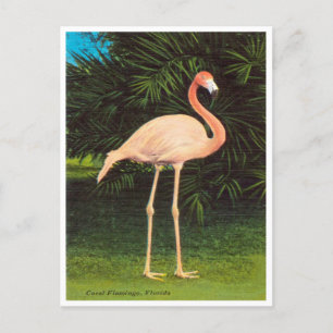 Postale Vintage Florida Coral Flamants roses Voyage Carte 