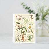 Postale Vintage sage illustration carte postcarte de crédi (Debout devant)