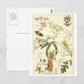 Postale Vintage sage illustration carte postcarte de crédi (Devant / Derrière)