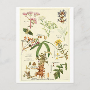 Postale Vintage sage illustration carte postcarte de crédi