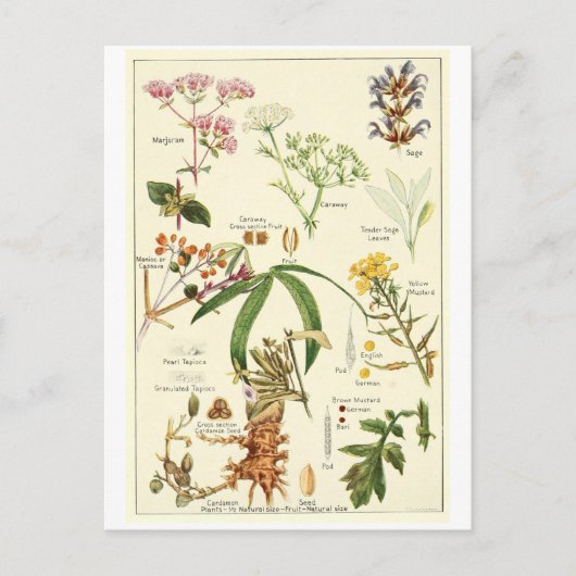 Postale Vintage sage illustration carte postcarte de crédi (Devant)