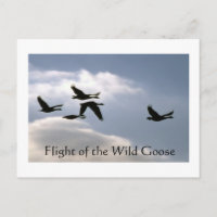 Vol de l'Oie sauvage - bords déchirés carte postal