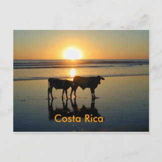 Postcard Bejuco Cow Country, Costa Rica Briefkaart