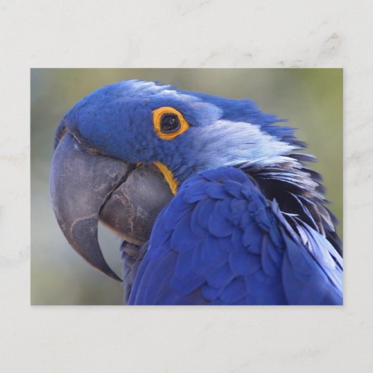 Postcard Blue Parrot Briefkaart (Voorkant)