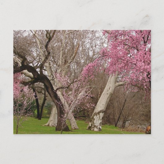 POSTCARD - Springtime in Chico, CA Briefkaart (Voorkant)