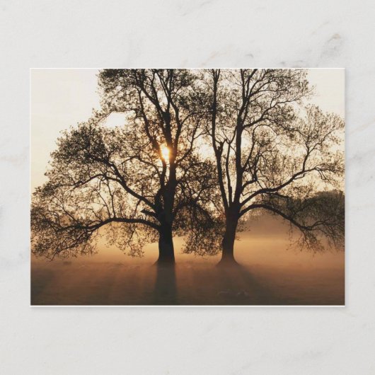 Postcard, Tree Briefkaart (Voorkant)