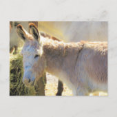 Postcroisement - Carte postale Adorable Donkey (Devant)