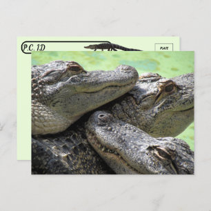 Postcrossing - Alligator Party Briefkaart