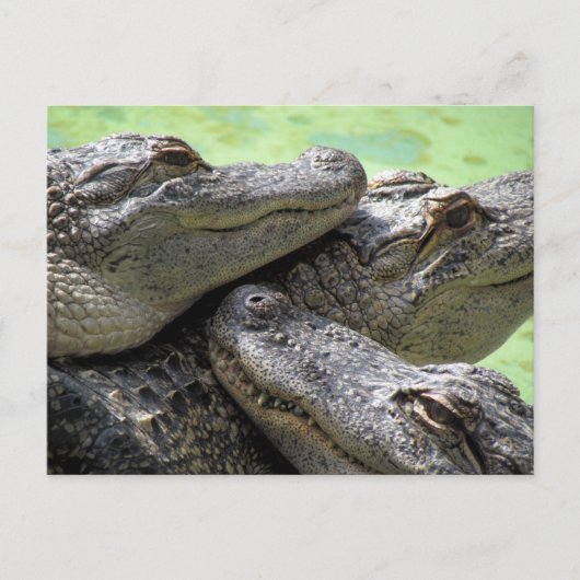 Postcrossing - Alligator Party Briefkaart (Voorkant)