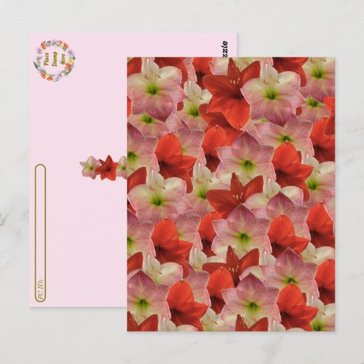 Postcrossing - Amaryllis Floral Briefkaart (Voorkant / Achterkant)