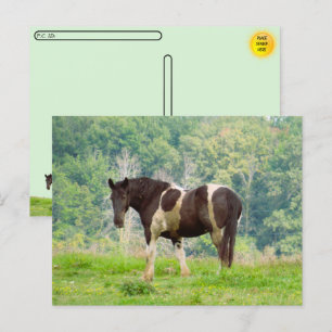Postcrossing - Amerikaans geschilderd paard in een Briefkaart
